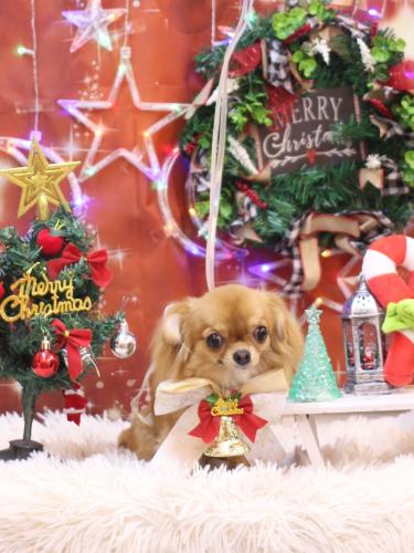 20231224ショコラちゃん